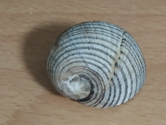 Nerita balteata