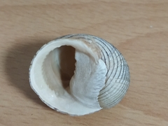 Nerita balteata