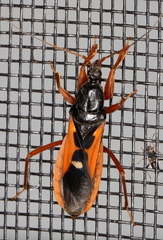 Ectomocoris truculentus