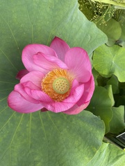 Nelumbo nucifera
