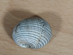 Nerita balteata