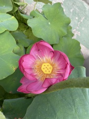 Nelumbo nucifera