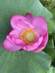 Nelumbo nucifera