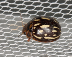 Paropsisterna anomala