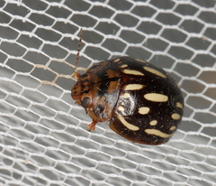 Paropsisterna anomala