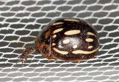 Paropsisterna anomala