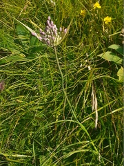 Allium carinatum pulchellum