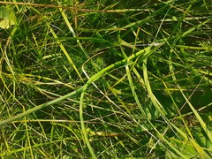 Allium carinatum pulchellum