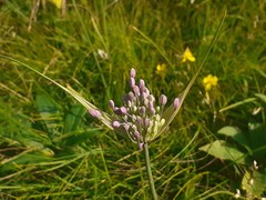 Allium carinatum pulchellum