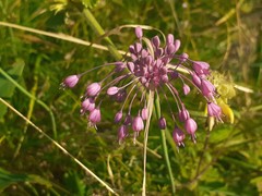 Allium carinatum pulchellum