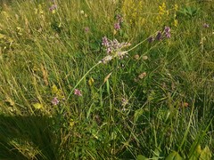 Allium carinatum pulchellum