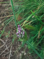 Allium carinatum pulchellum
