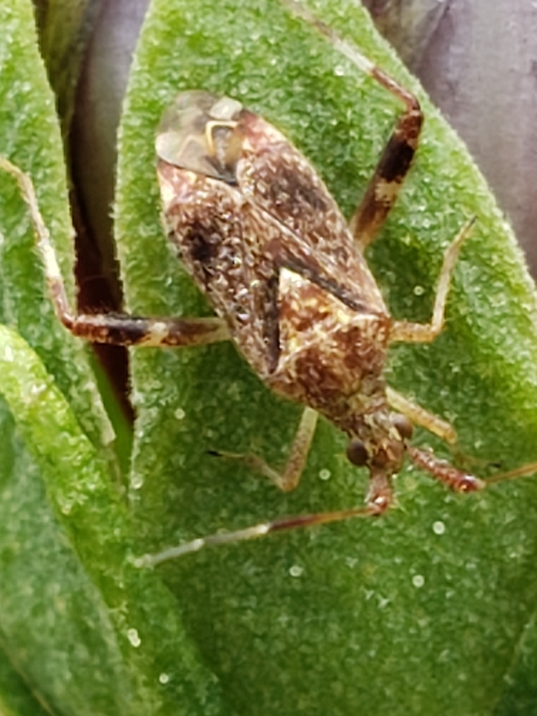 clouded plant bug