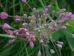 Allium carinatum pulchellum