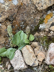 Veronica plantaginea
