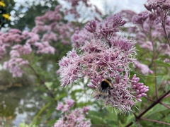 Eupatorium cannabinum