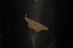 Hypomecis punctinalis