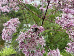 Eupatorium cannabinum