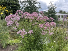 Eupatorium cannabinum