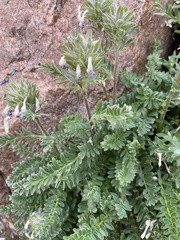 Polemonium confertum