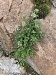 Polemonium confertum