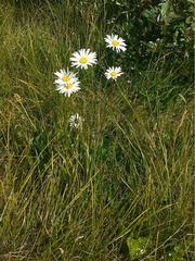 Leucanthemum heterophyllum