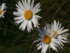 Leucanthemum heterophyllum