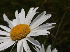 Leucanthemum heterophyllum
