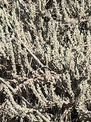 Extriplex californica