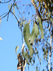 Eucalyptus bancroftii
