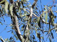 Eucalyptus bancroftii