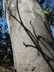 Eucalyptus bancroftii