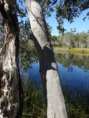 Eucalyptus bancroftii