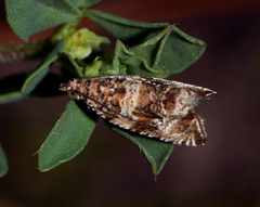 Celypha