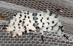 Kamalia australis