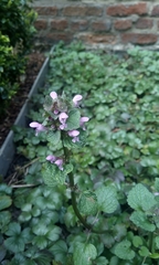 Lamium purpureum