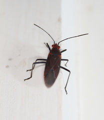 Leptocoris mitellatus