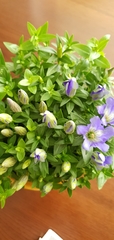 Gentiana scabra