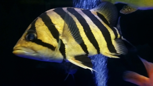 Finescale tigerfish (Datnioides microlepis) — Datnioididae — 3