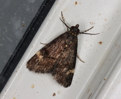 Heliothela ophideresana