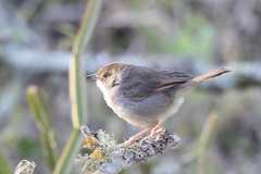 Cisticola woosnami