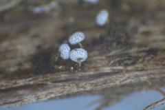 Physarum leucophaeum