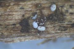 Physarum leucophaeum