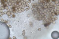 Physarum leucophaeum