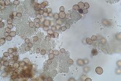 Physarum leucophaeum