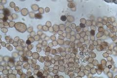 Physarum leucophaeum