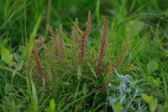Rumex ucranicus
