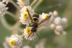 Ancistrocerus catskill