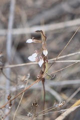 Schiedeella transversalis