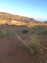 Sporobolus arenicola